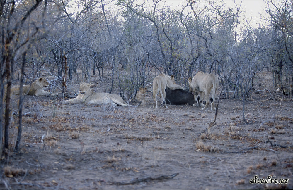 Imposantes Loewenrudel (Panthera leo) jagt in der Savanne