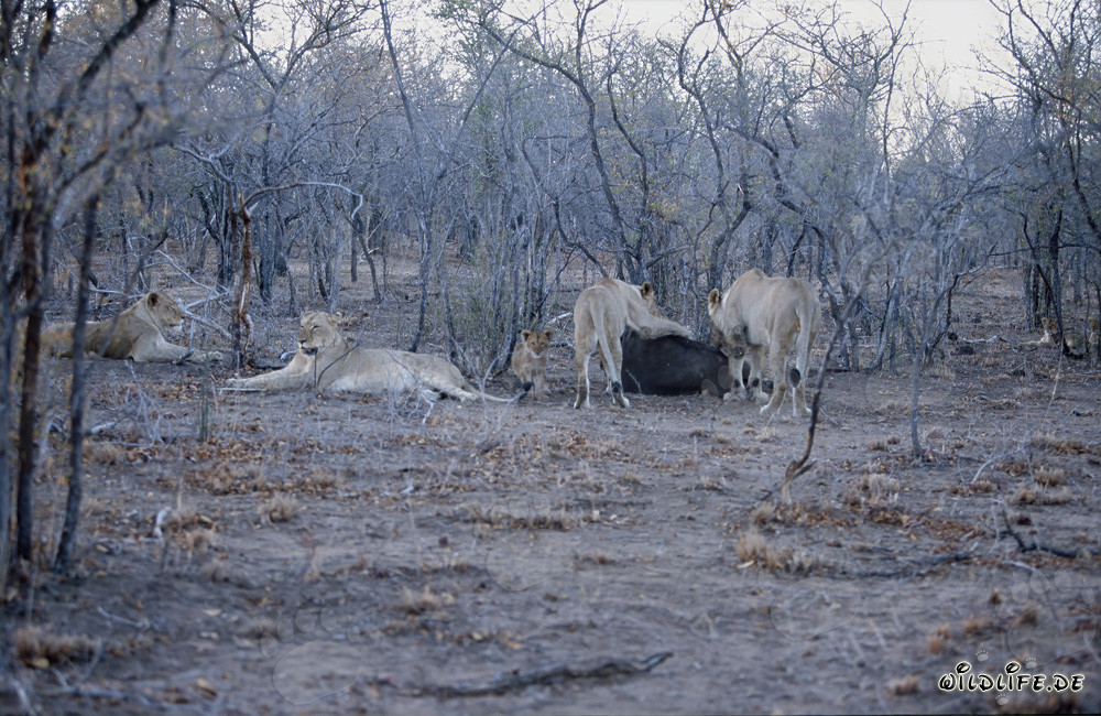 Impressive African lion (Panthera leo) pride hunting in the savannah
