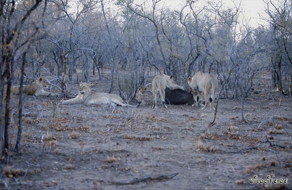 La meute impressionnante de lions (Panthera leo) chasse dans la savane