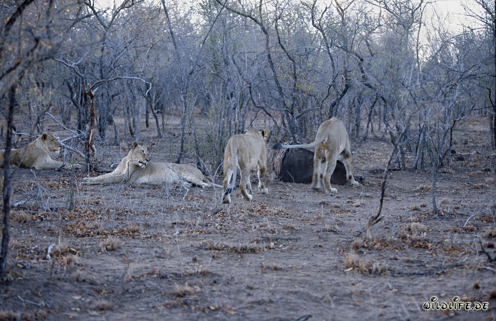 Hungry African lions hunt prey in the dry bushland