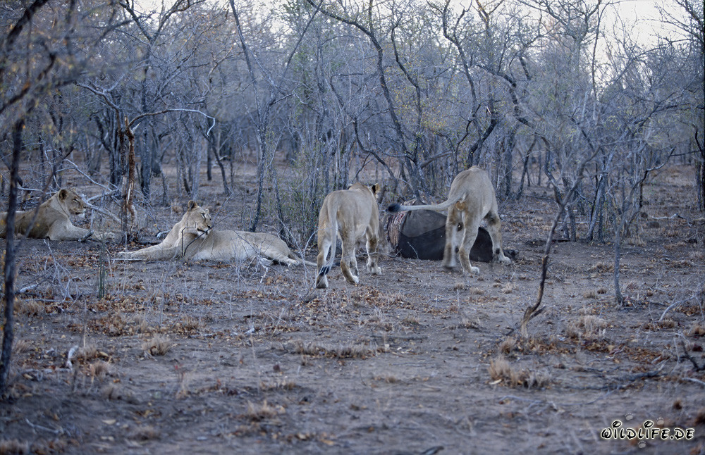 Leones africanos hambrientos cazan presas en la sabana seca