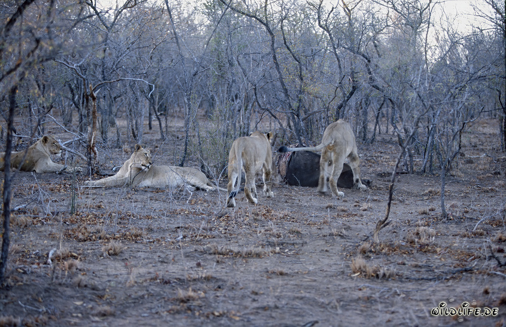 Leoni africani affamati cacciano prede nella savana secca
