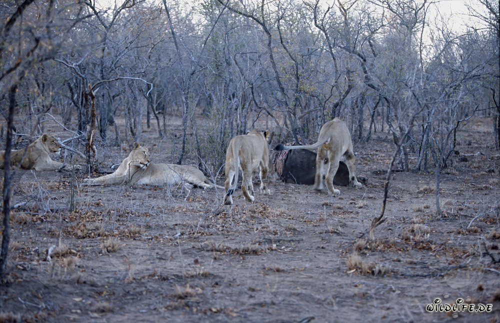 Lions africains affamés chassent des proies dans la brousse sèche