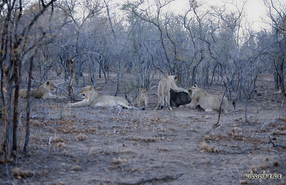 Il magnifico branco di leoni abbatte un bufalo nella savana africana