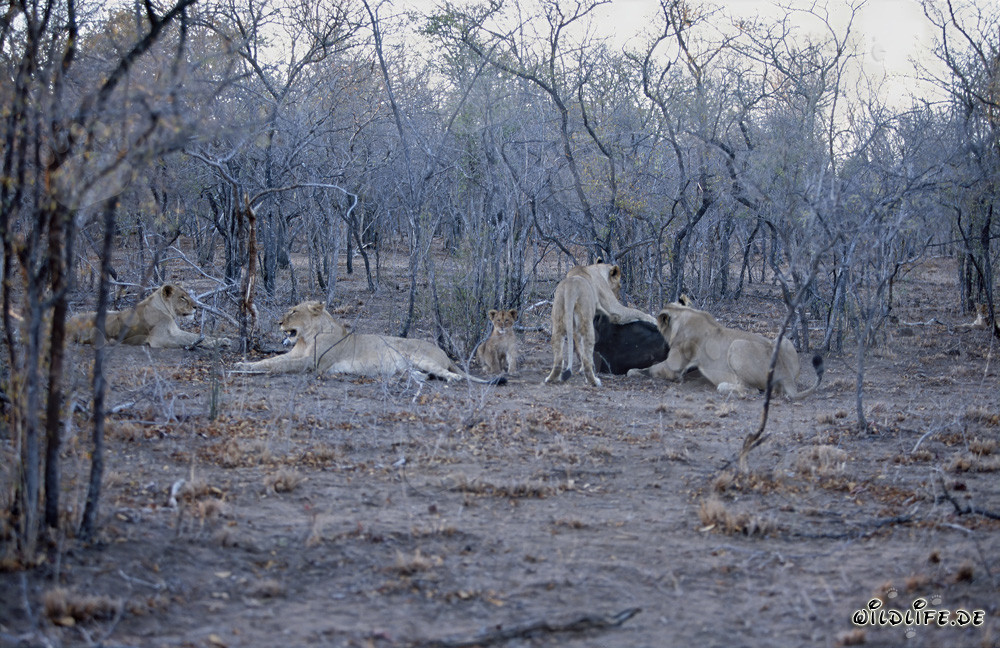 The impressive lion pride hunts down a buffalo in the African savannah