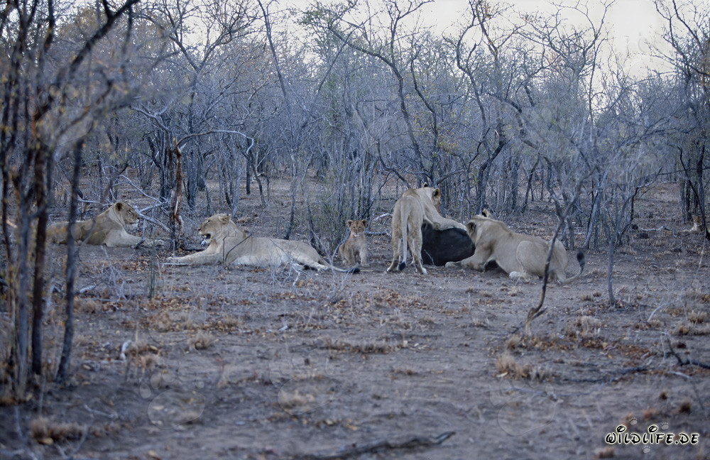 La impresionante manada de leones mata a un búfalo en la sabana africana