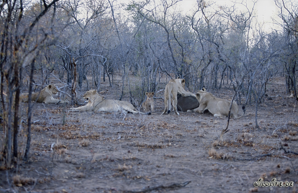 La meute impressionnante de lions abat un buffle dans la savane africaine