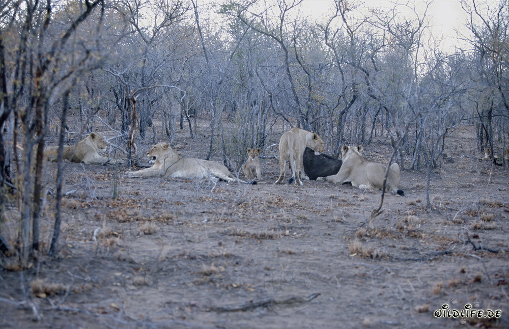 Breathtaking African lions hunting a buffalo in the savanna