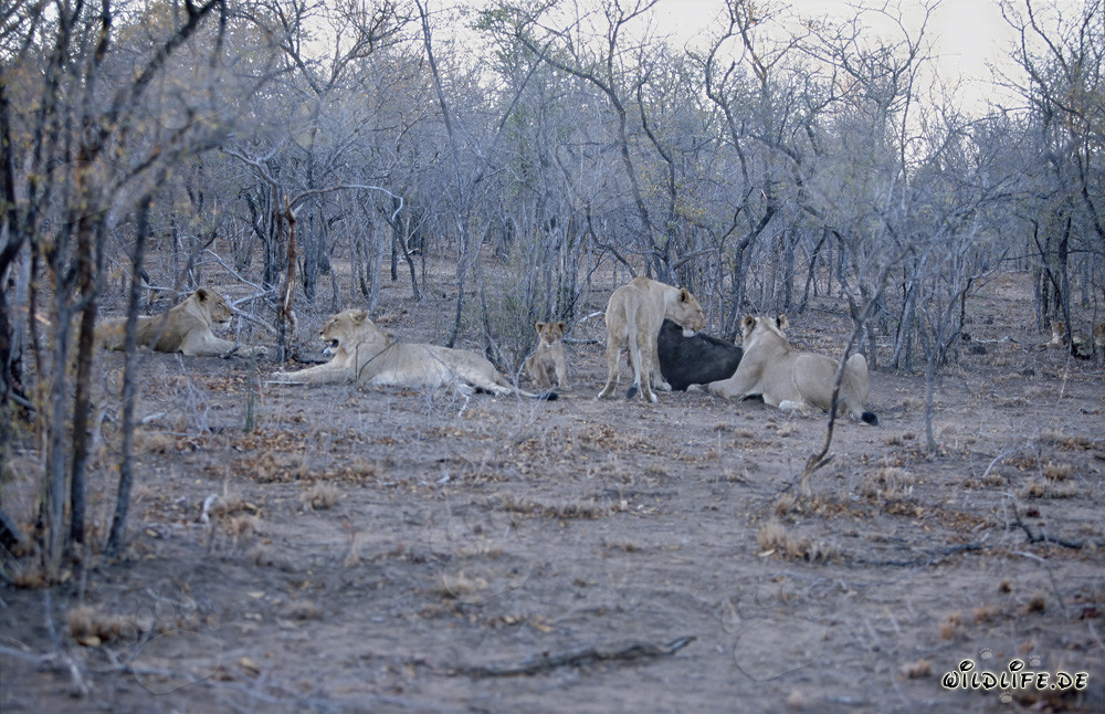 Un gruppo di leoni mozzafiato insegue un bufalo nella savana africana