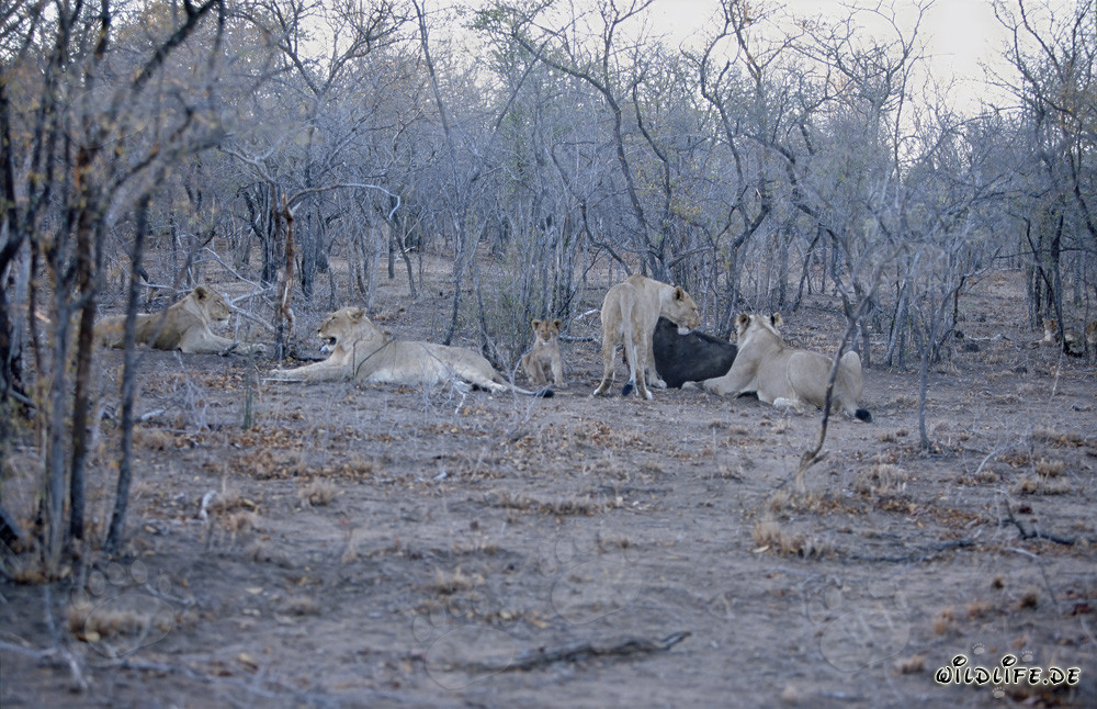 Atemberaubendes Loewenrudel jagt einen Bueffel in der afrikanischen Savanne