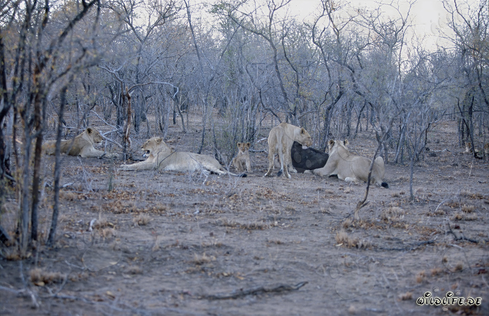 Manada de leones impresionante persigue a un búfalo en la sabana africana