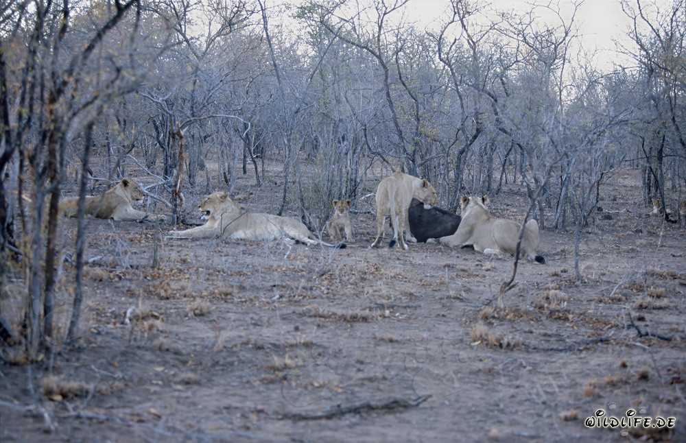 Une meute de lions époustouflante chasse un buffle dans la savane africaine