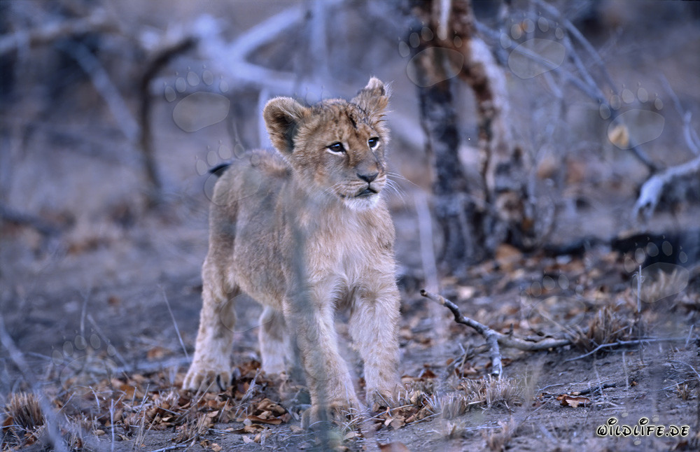 Joven león en el arbusto seco de Sudáfrica