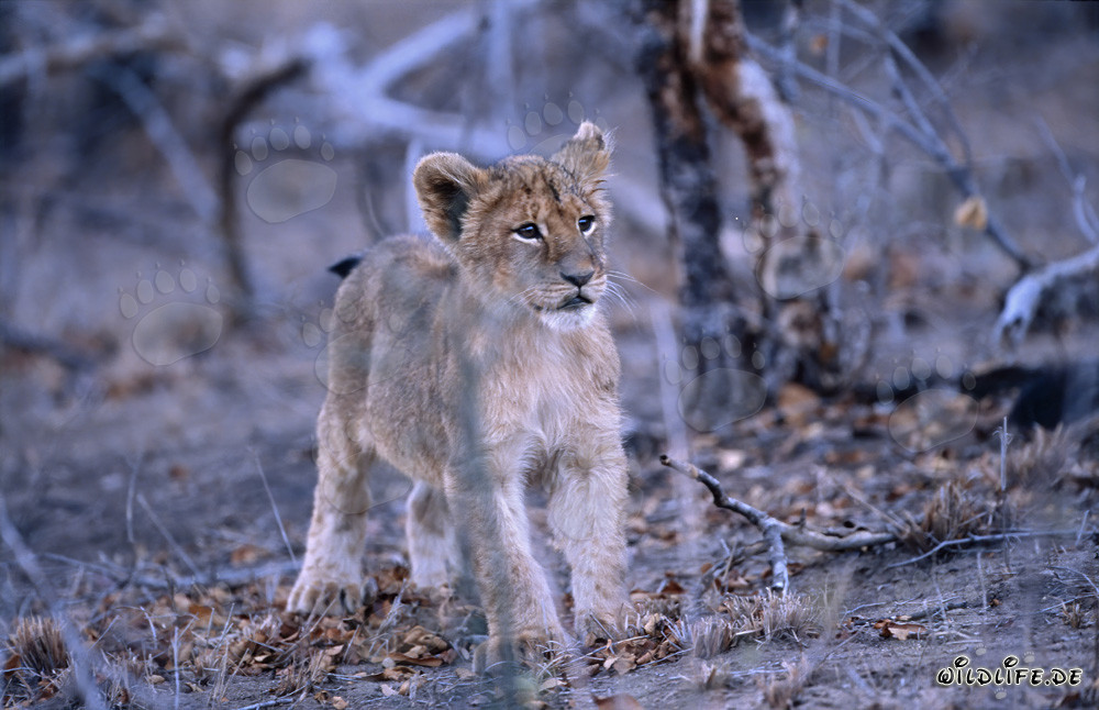 Young African Lion in the Dry Bush of South Africa