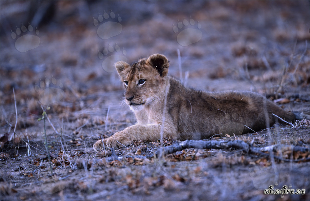 Cachorro de león descansando en la reserva privada de Kapama en Sudáfrica
