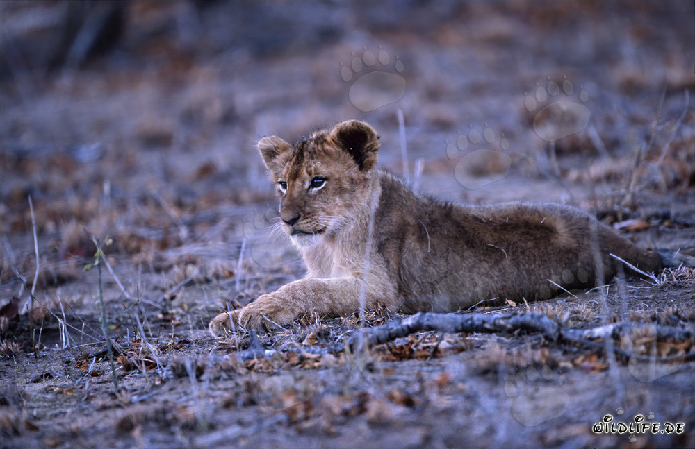Giovane cucciolo di leone riposante nella riserva privata di Kapama in Sudafrica