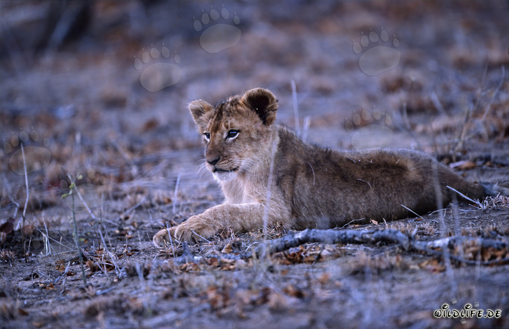Jeune lionceau se repose dans la réserve privée de Kapama en Afrique du Sud
