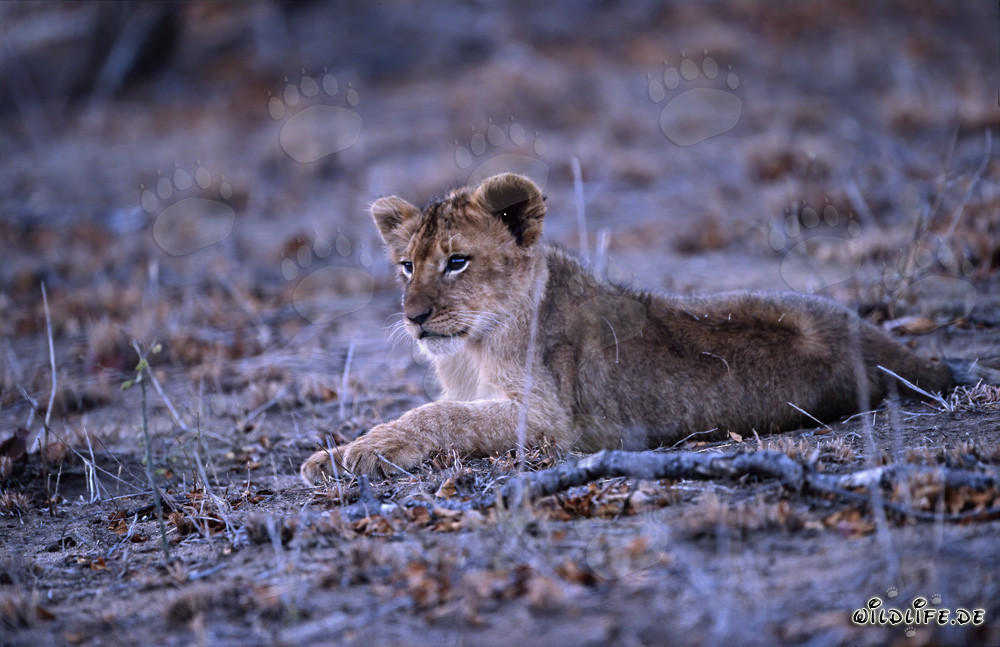 Junges Löwenjunges ruht sich im Kapama Private Game Reserve in Südafrika aus