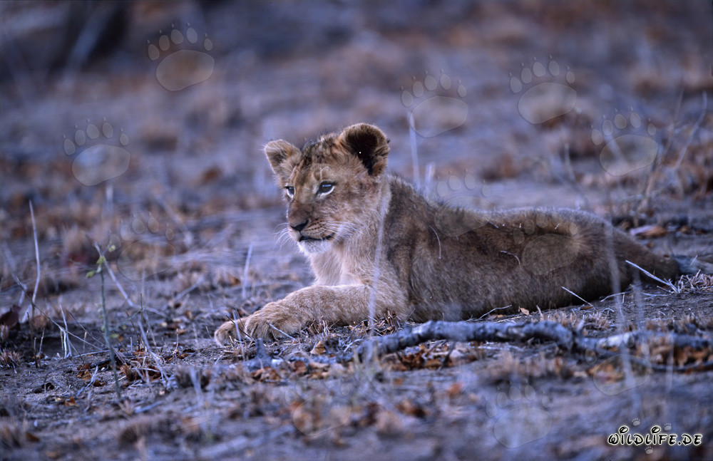 Young lion cub resting in Kapama Private Game Reserve in South Africa