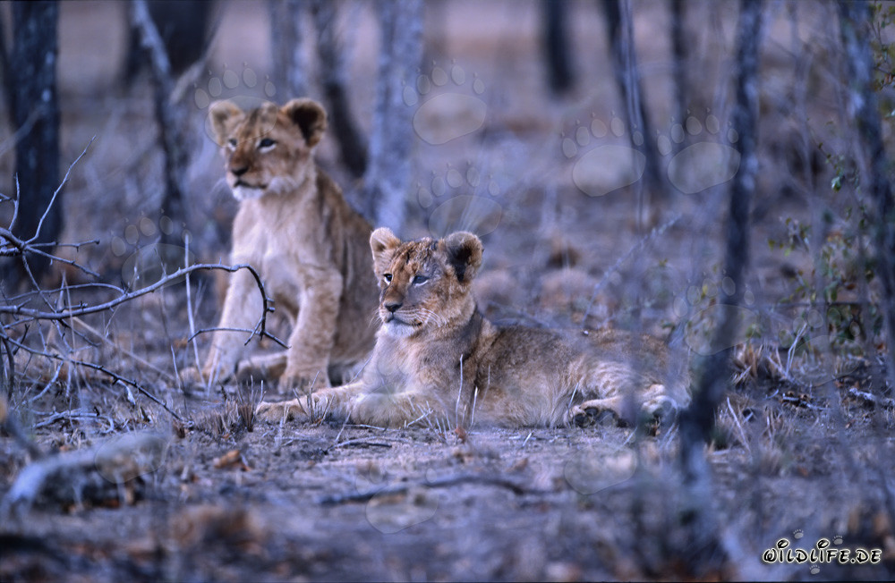 Adorables cachorros de león africanos jugando bajo el sol