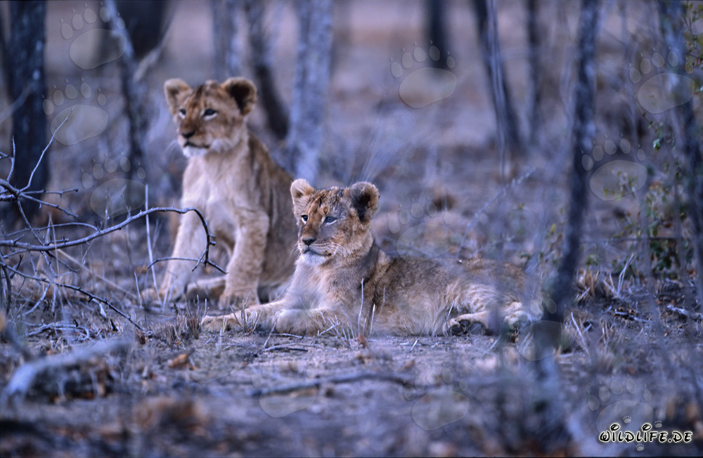 Adorabili cuccioli di leone africani che giocano alla luce del sole