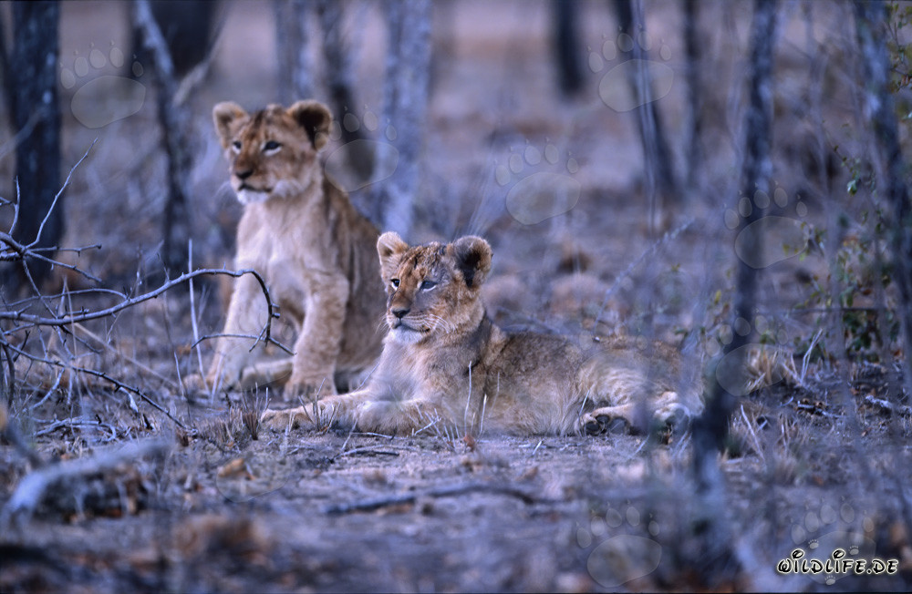 Jeunes lions africains mignons jouant au soleil