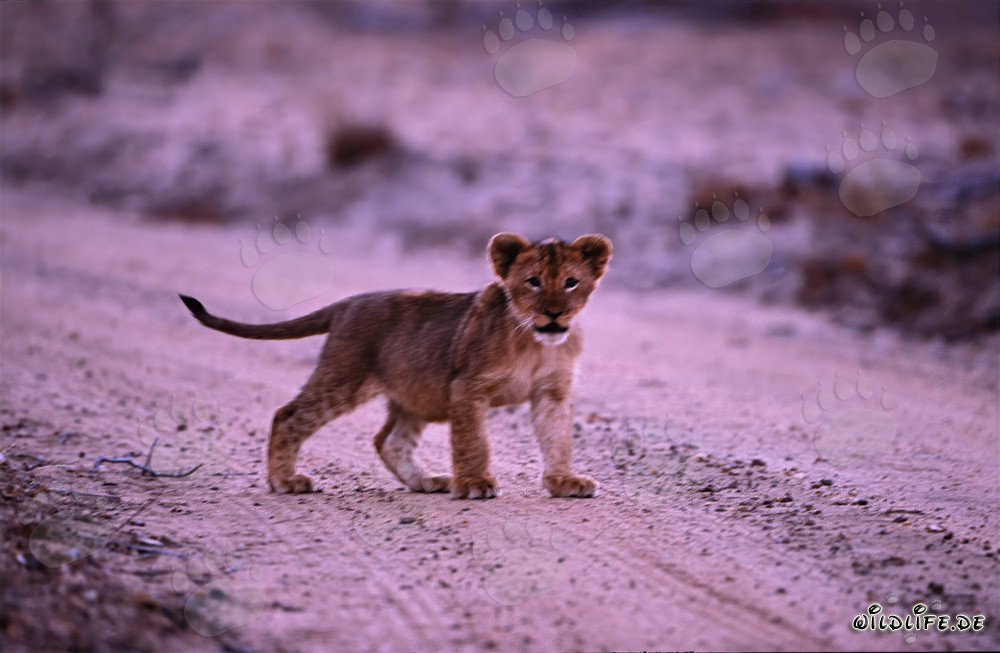 Jeune lionceau dans la douce lumière du soir de la savane africaine