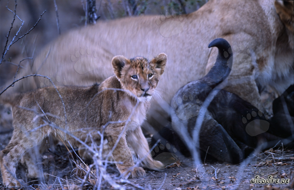 Jeune lion à la proie d'un buffle d'eau