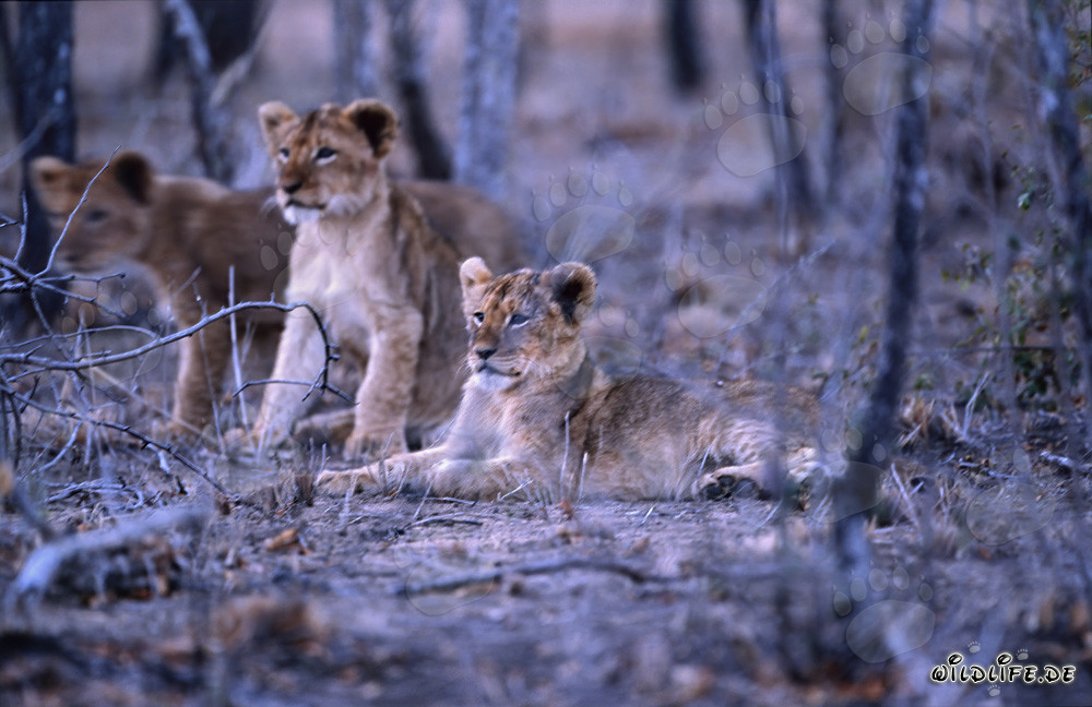 Jeunes lions fascinants dans la brousse sèche