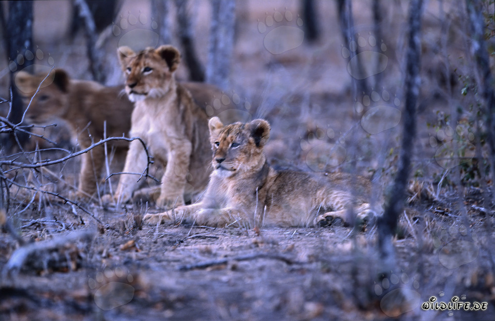 Jóvenes leones fascinantes en la sabana seca