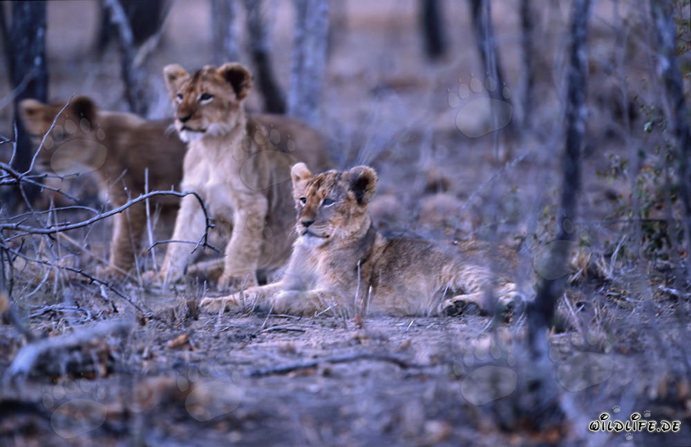 Fascinating young lions in the dry bushland