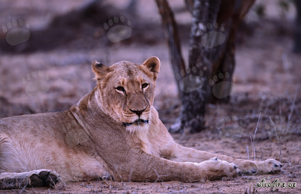 Leona africana descansa en el arbusto seco