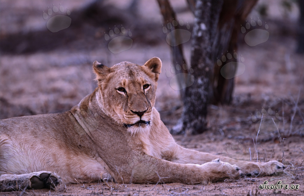 Leonessa africana si riposa nella boscaglia secca