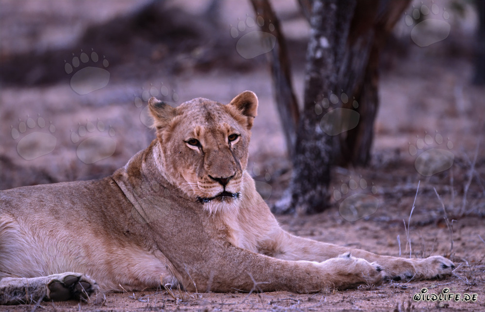 Lionne africaine se repose dans la brousse sèche