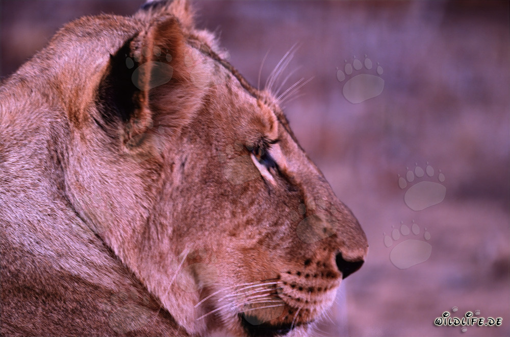 Gros plan d'une majestueuse lionne africaine