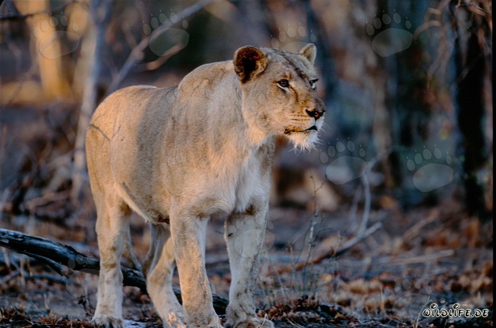 Leona africana majestuosa bajo la luz dorada del atardecer