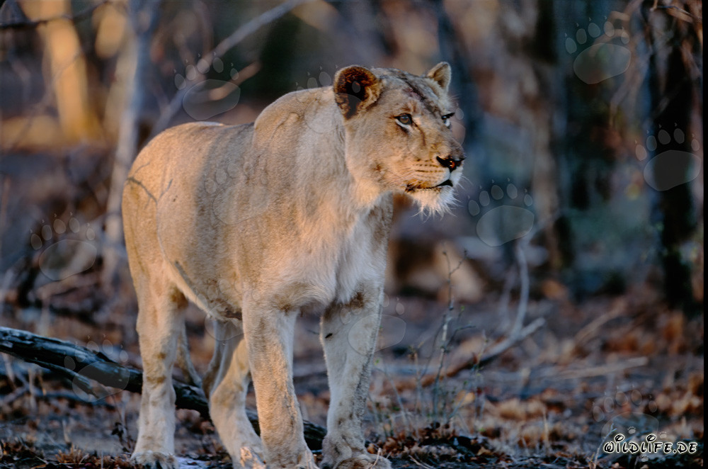 Leonessa africana maestosa nella luce dorata del tramonto
