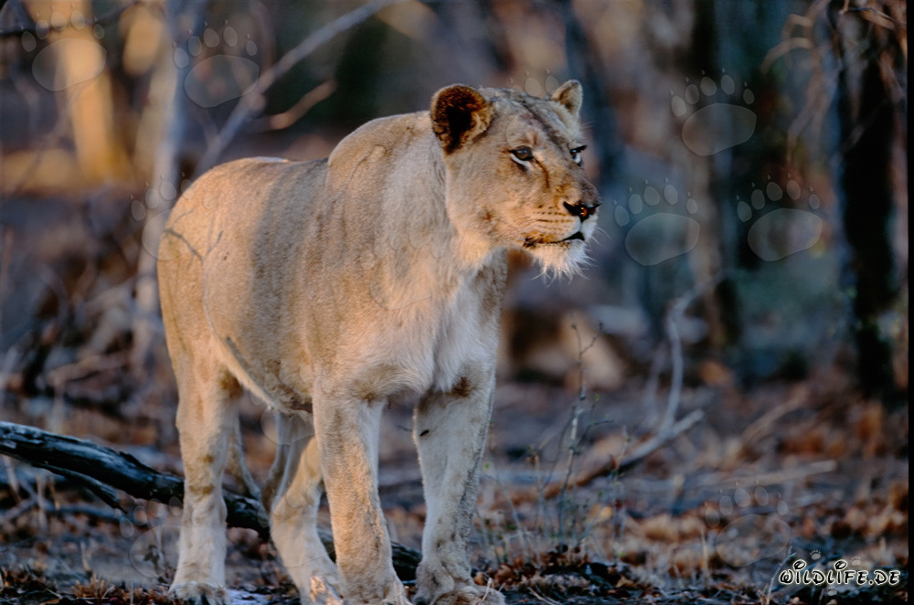Lionne africaine majestueuse sous la lumière dorée du soir