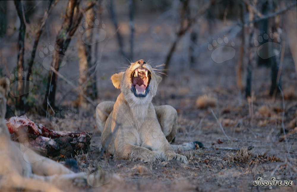 Dos leonas en un búfalo muerto en la reserva privada de Kapama, Sudáfrica