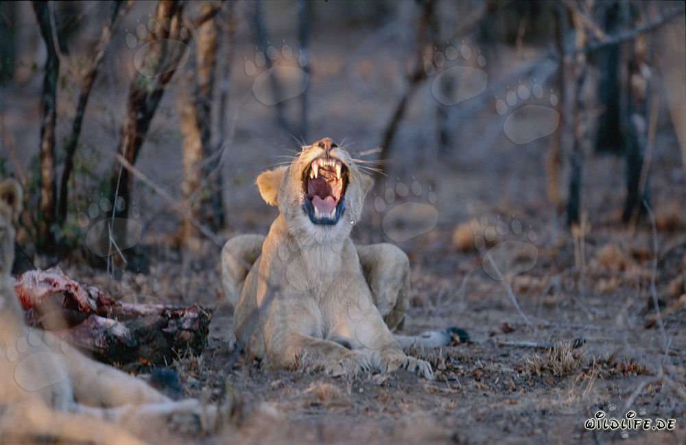 Due leonesse su un bufalo ucciso nella riserva privata di Kapama, Sudafrica