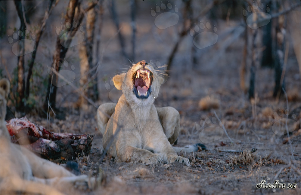 Two lionesses at the carcass of a buffalo in Kapama Private Game Reserve, South Africa