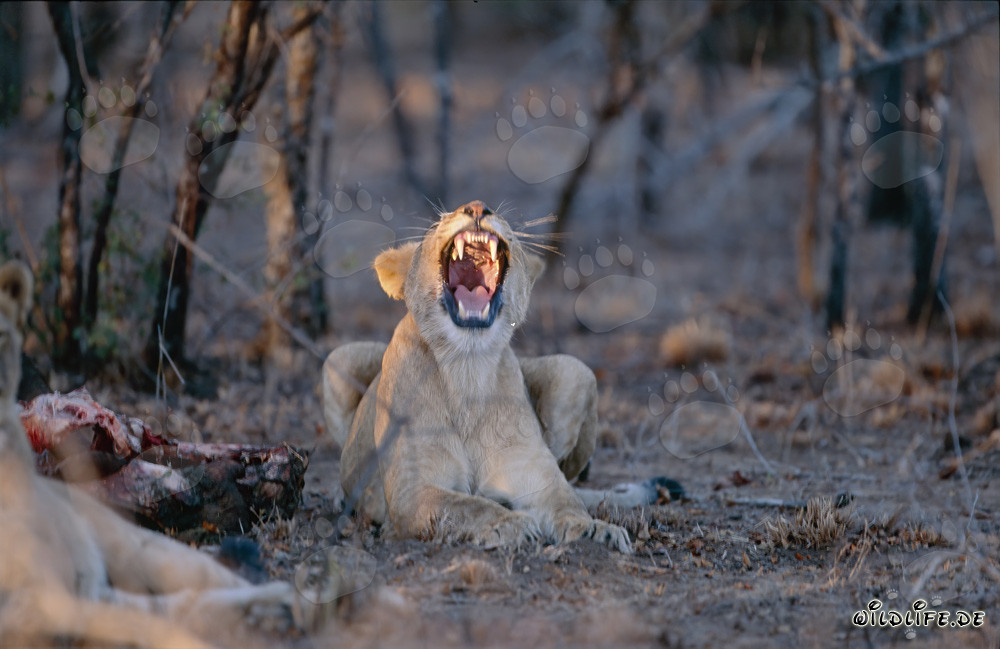 Deux lionnes sur un buffle tué dans la réserve privée de Kapama, Afrique du Sud
