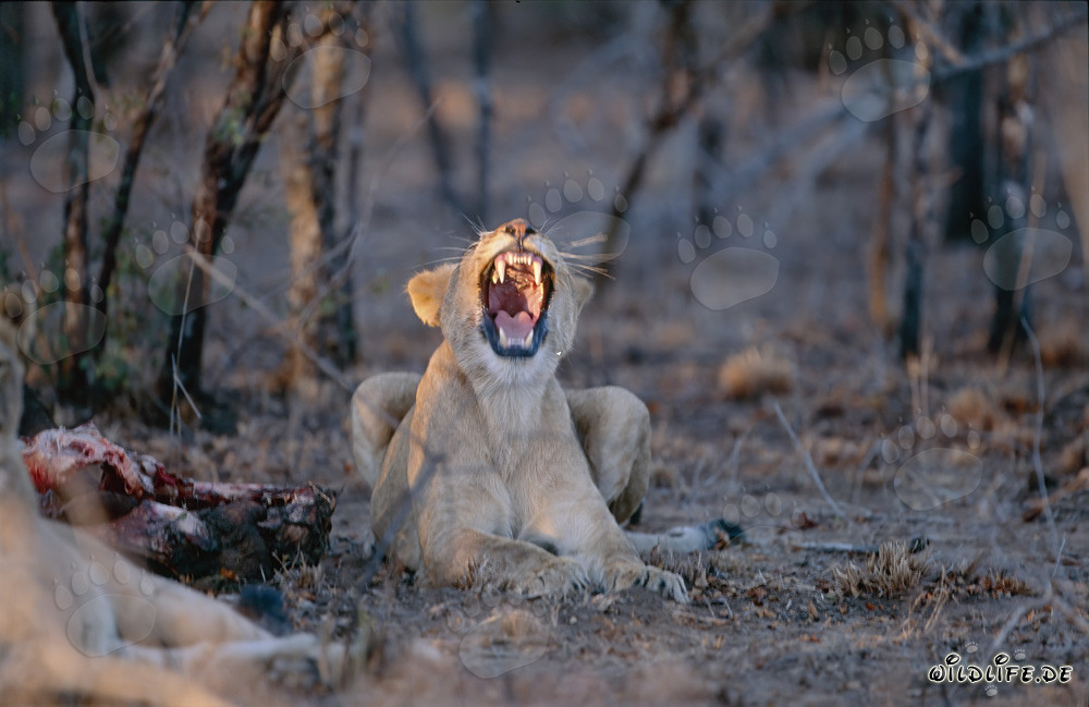 Zwei Löwinnen am gerissenen Büffel in Kapama Private Game Reserve, Südafrika