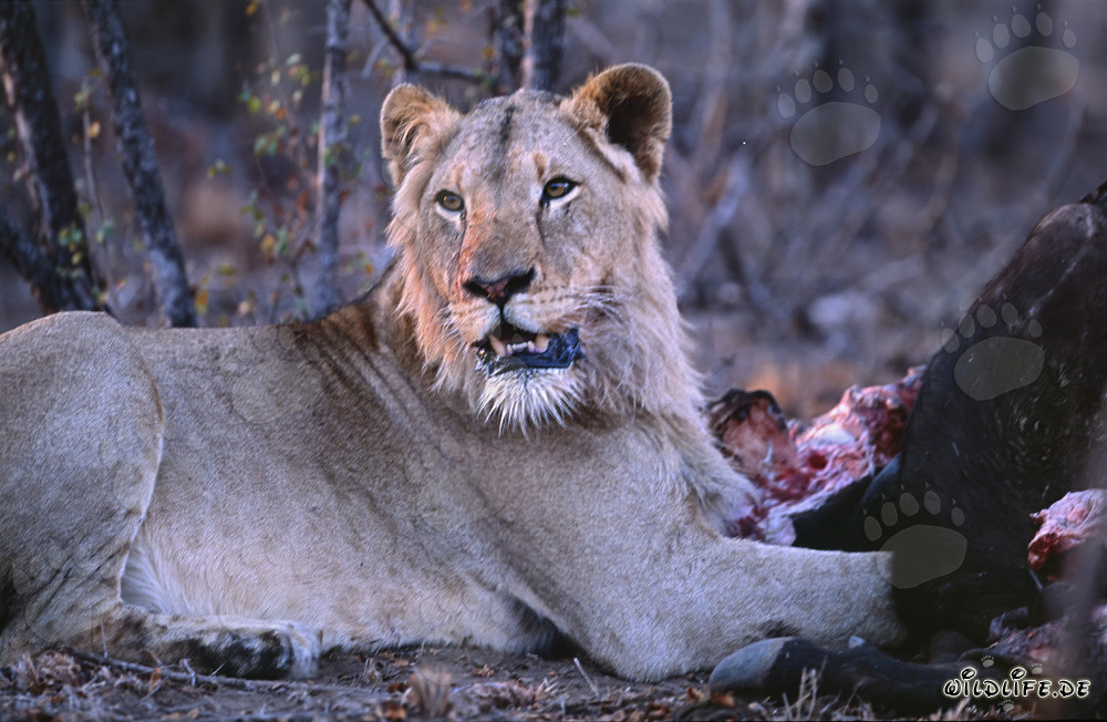 Surprised female lion successfully hunting in the savannah of South Africa