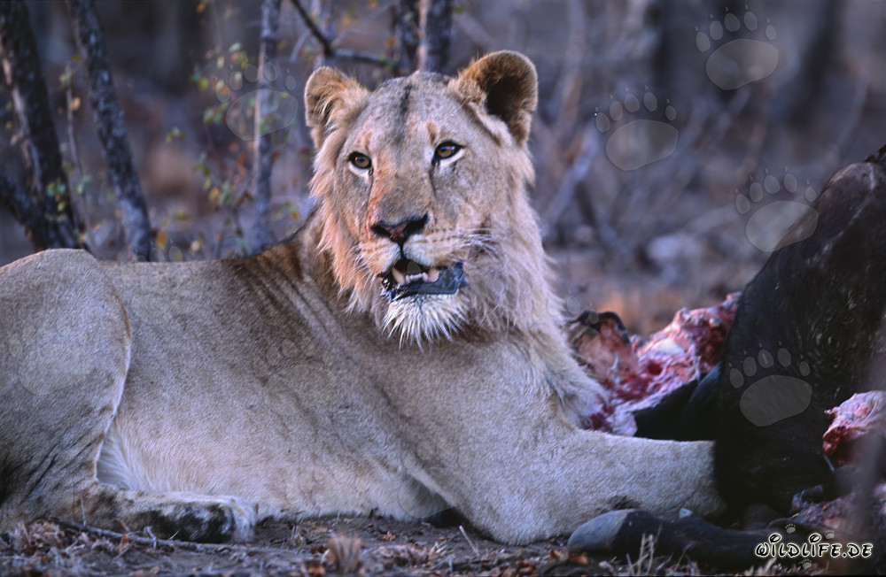 Lionne surprise chasse avec succès dans la savane d'Afrique du Sud