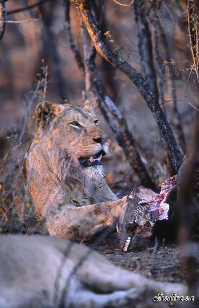 Leona hambrienta devora presa (Panthera leo)