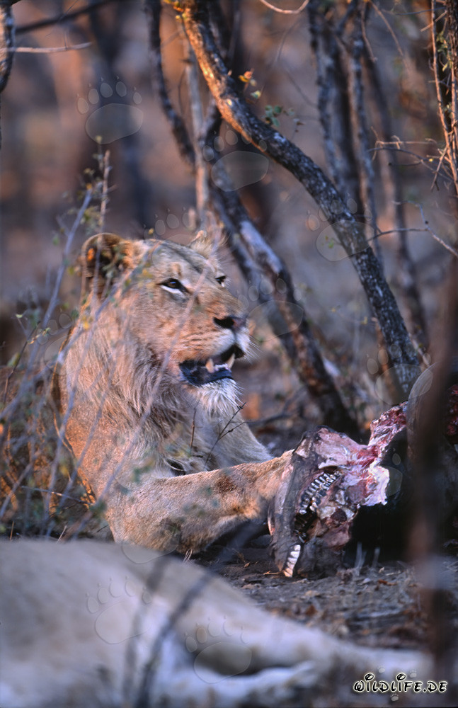 Leonessa affamata divora preda (Panthera leo)