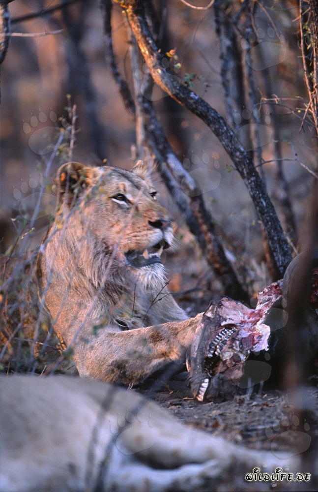Hungry lioness feeding on prey (Panthera leo)