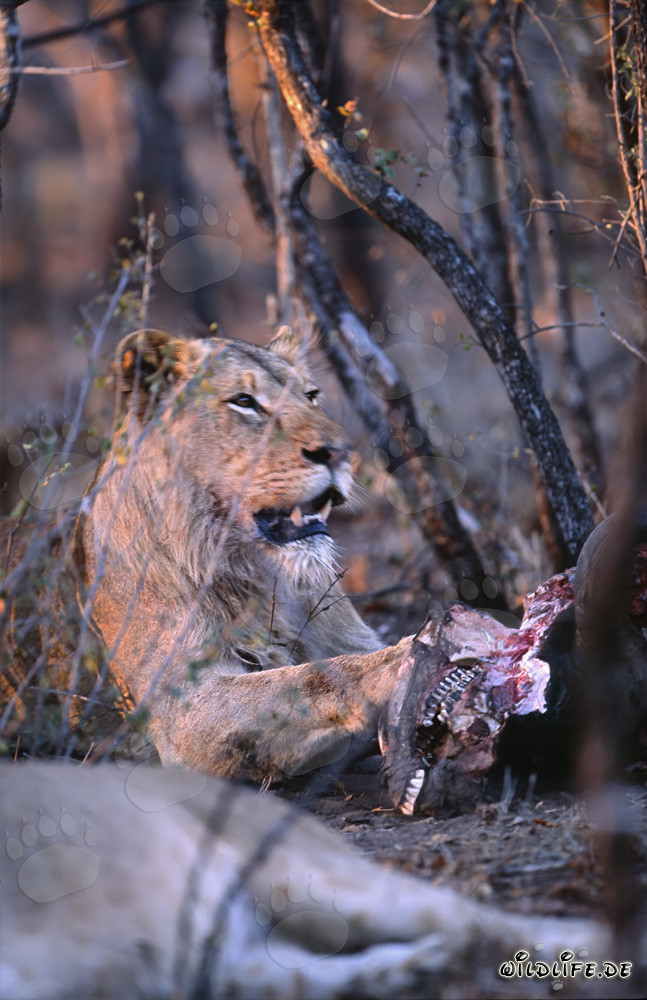Lionne affamée dévore sa proie (Panthera leo)