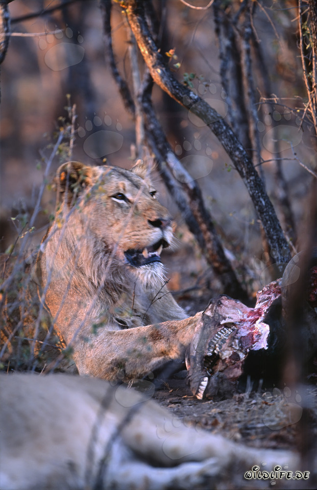 Hungrige Loewin frisst Beute (Panthera leo)